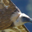 Vautour fauve rasant une falaise